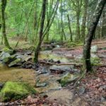 Son climat et sa nature foret 01