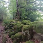 Son climat et sa nature foret 02