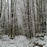 Son climat et sa nature foret 03