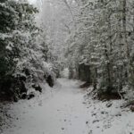 Son climat et sa nature foret 04